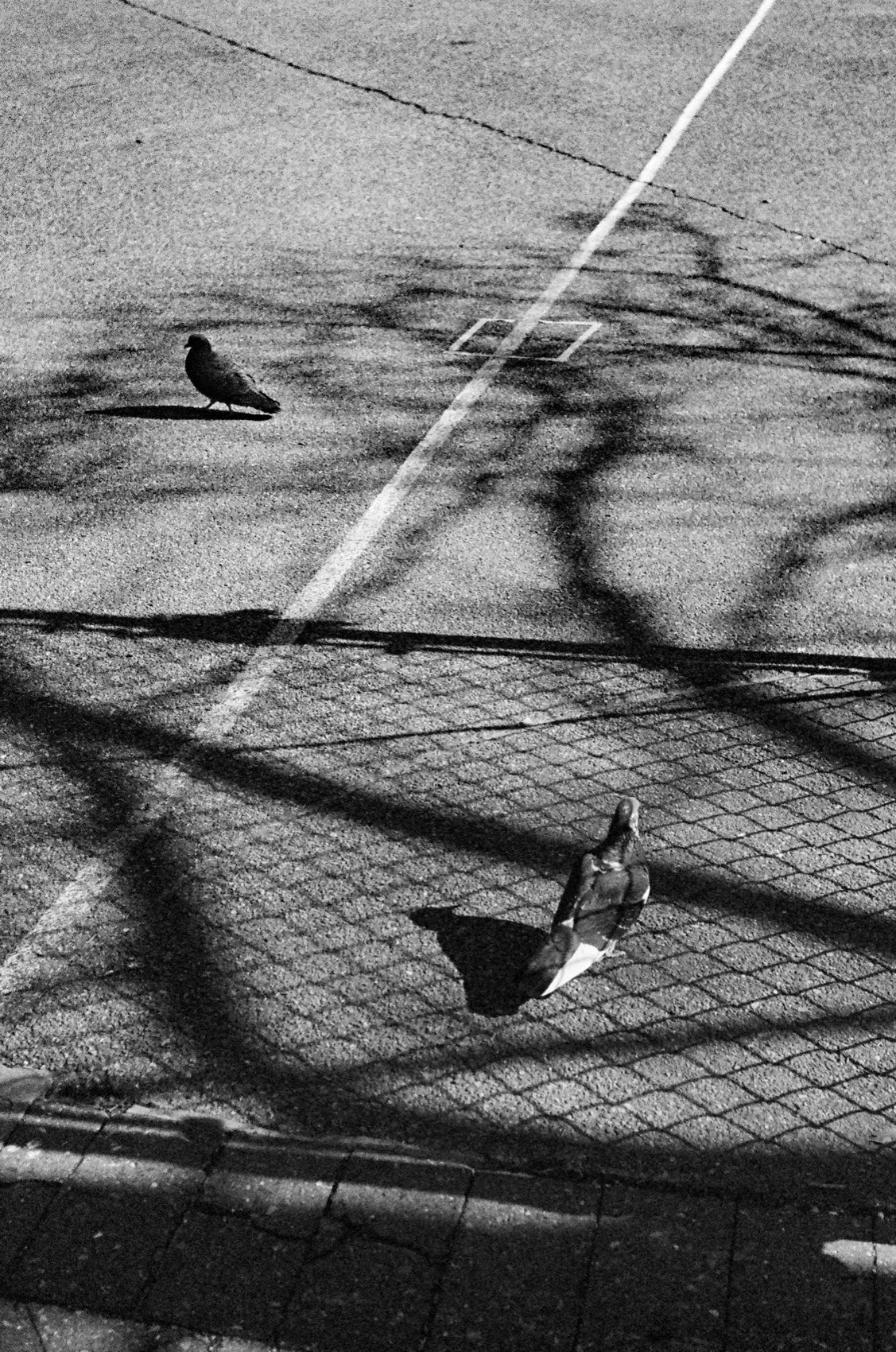 A pigeon on tarmac, crossed by the shadow of a chain-link fence.