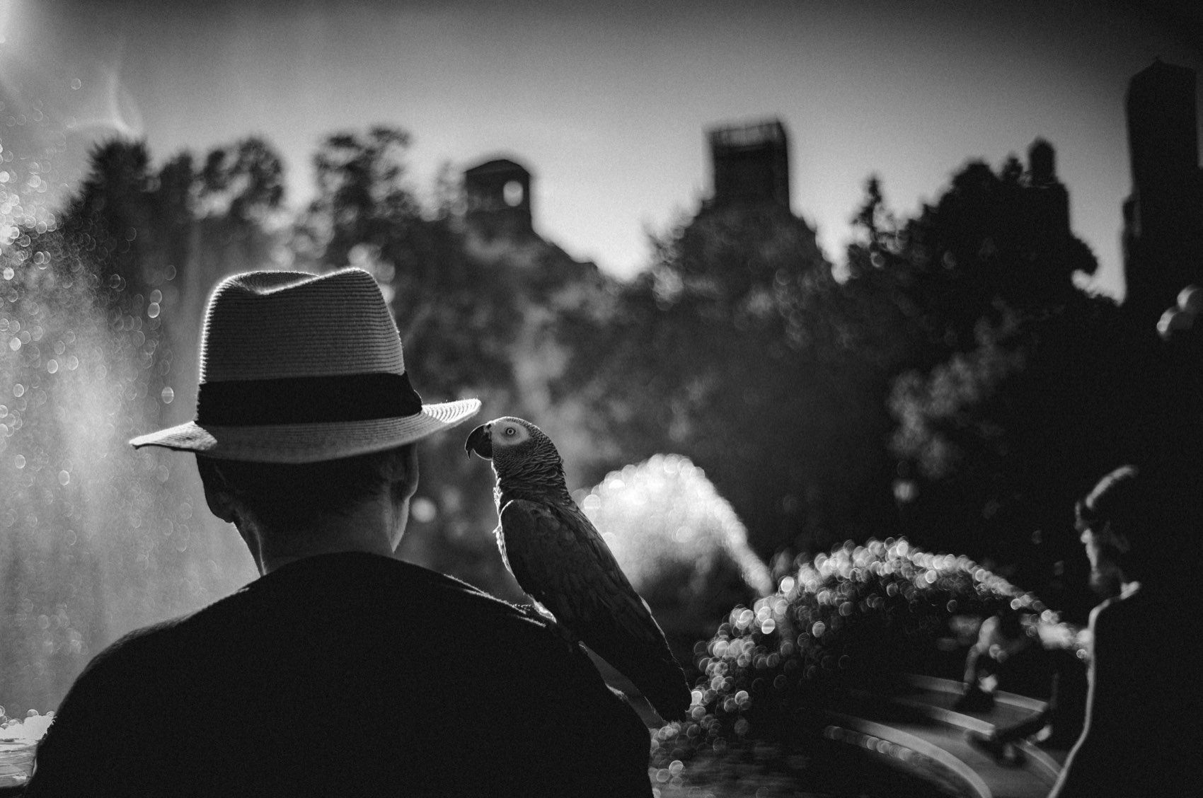 Fedora and Parrot. New York.