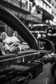 Shotgun. New York.