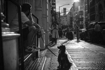 The Dog and the Long Street. New York, Chinatown.