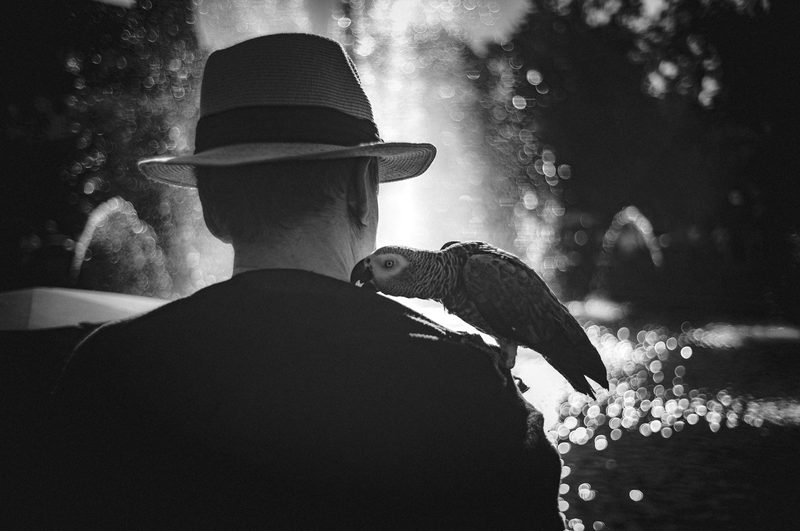 A man in a straw hat with a parrot riding his shoulder, backlit by a fountain.